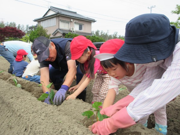 さつま芋の苗植えの画像