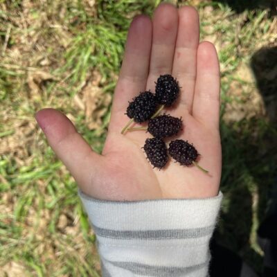 おしらせの画像