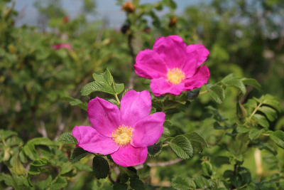 庄内浜に咲くはまなすの花の画像